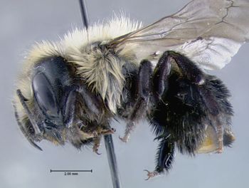 Media type: image;   Entomology 610952 Aspect: habitus lateral view